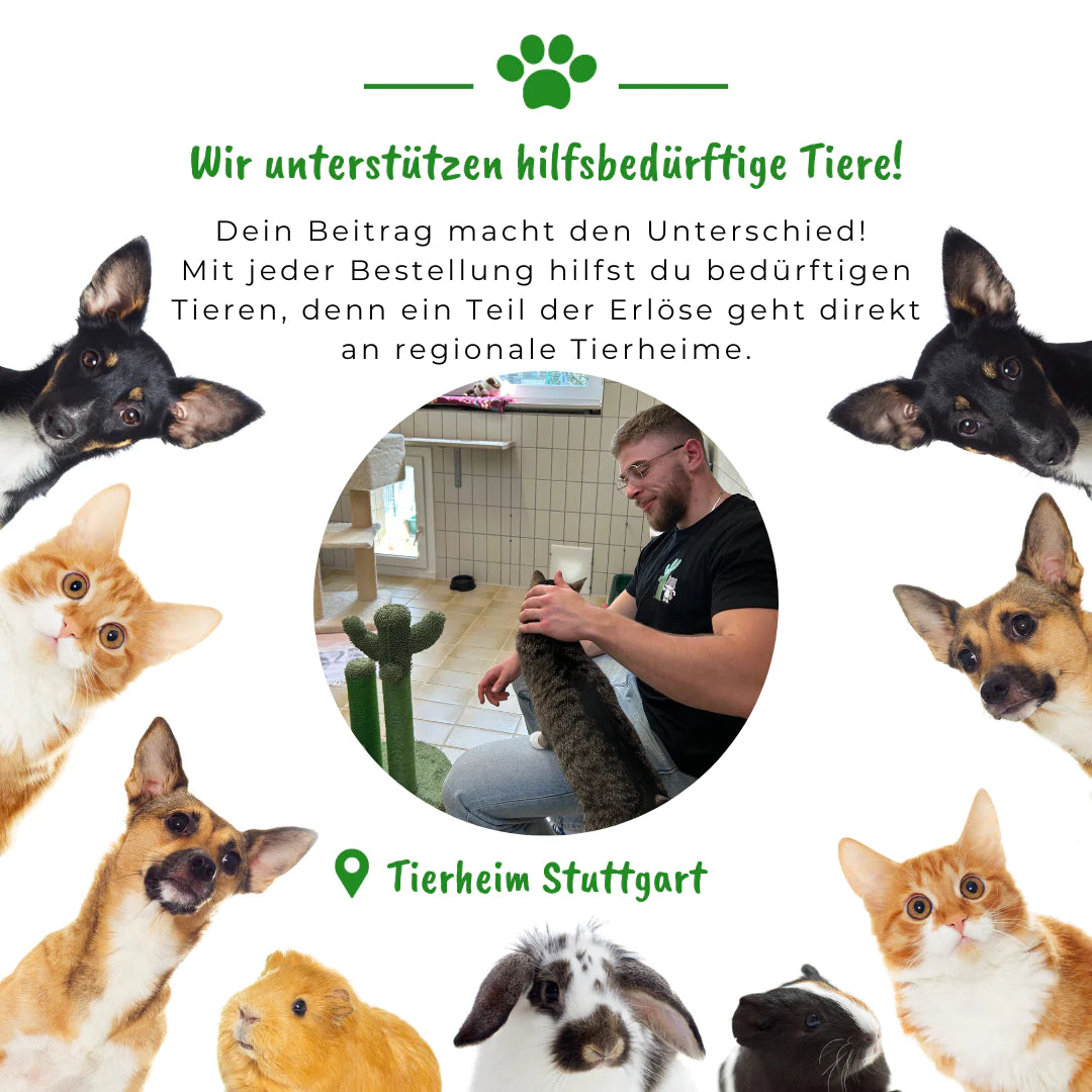 KratzKaktus eBook: Notfall-Leitfaden für Katzen